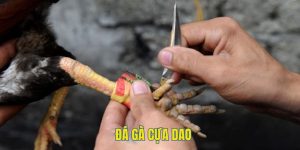 đá gà cựa dao