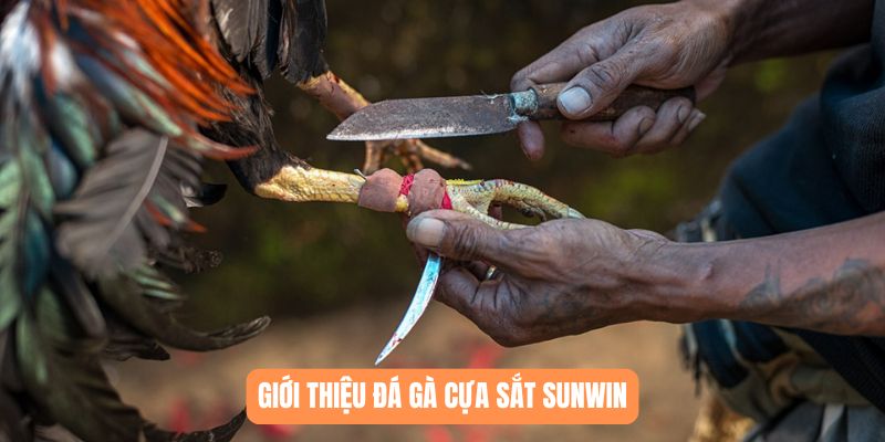 Giới thiệu đá gà cựa sắt SUNWIN