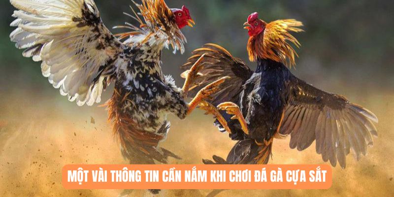 Một vài thông tin cần nắm khi chơi đá gà cựa sắt