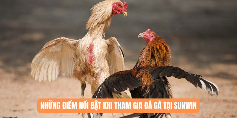 Những điểm nổi bật khi tham gia đá gà tại SUNWIN