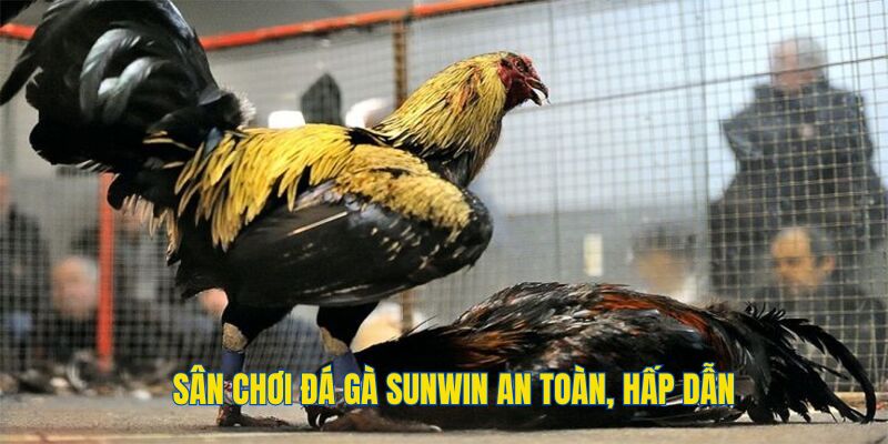 Những lý do nên chơi đá gà tại Sunwin 